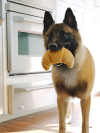 Hundespielzeug - Barking Brunch Collection - Pup's Pastry - Pet PLAY