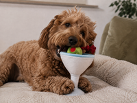 Hundespielzeug – Barktender „Pawtini Cocktail“ – P.L.A.Y.
